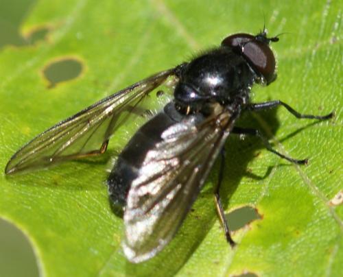 Cheilosia variabilis