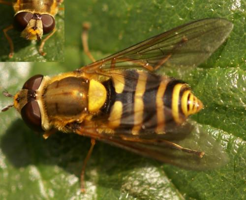Syrphus sp.