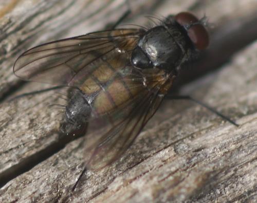 Thricops semicinereus