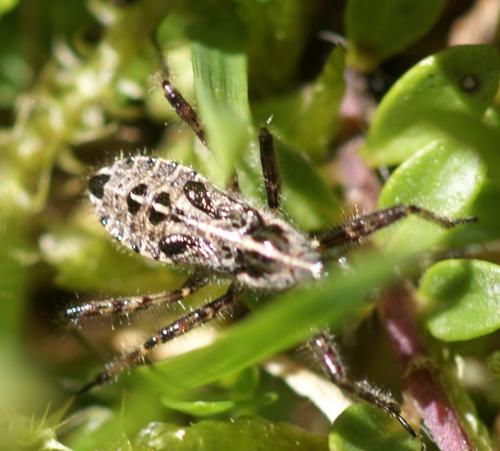Réf. 22 310 : Coranus sp.