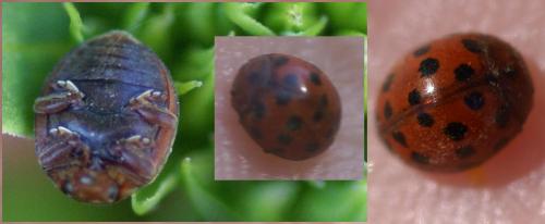 Réf. 22 305 : Subcoccinella vigintiquatuorpunctata