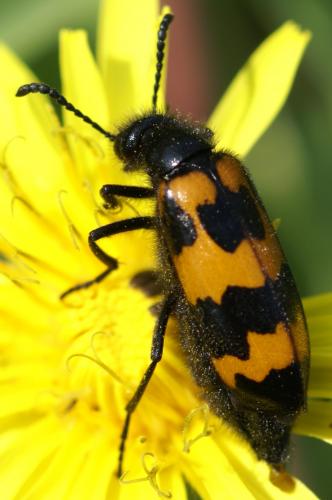 Réf. 22 140 : Mylabris variabilis