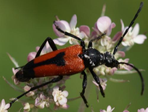 Stictoleptura cordigera