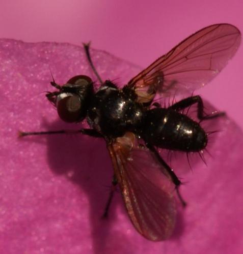 Réf. 22 141 : Phania funesta