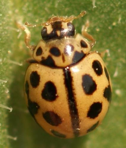 Réf. 22 142 : Tytthaspis sedecimpunctata