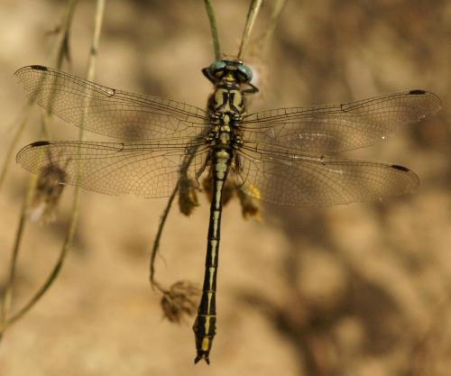 Gomphus simillimus