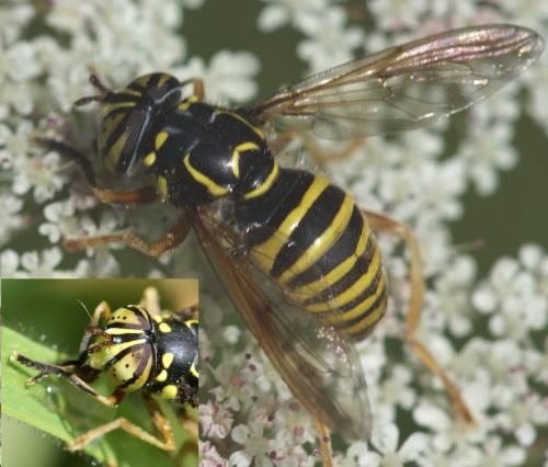 Spilomyia manicata