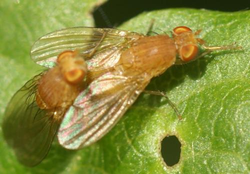 Sapromyza sp.