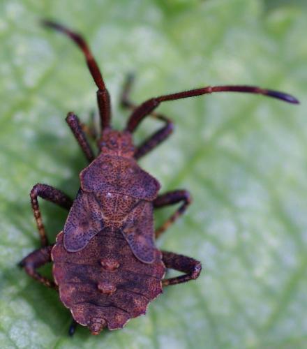 Réf. 22 505 : Coreus marginatus