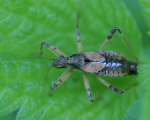 Himacerus apterus