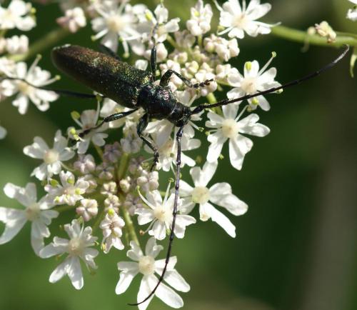 Aromia moschata