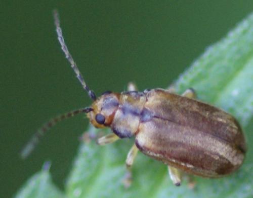 Pyrrhalta viburni