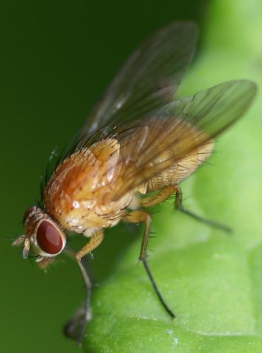 Réf. 22 731 : Phaonia pallida