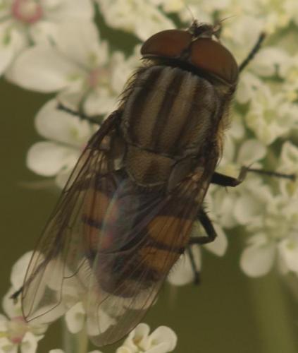 Stomorhina lunata