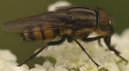 Stomorhina lunata