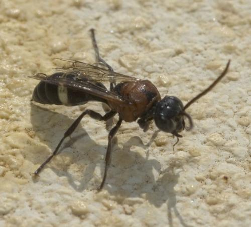 Oryttus concinnus
