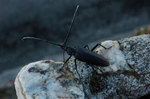 Réf. 22 677 : Cerambyx cerdo