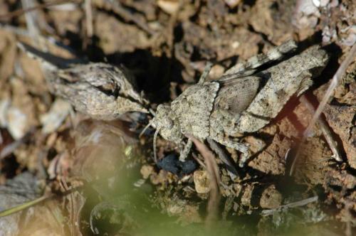 Oedipoda caerulescens caerulescens