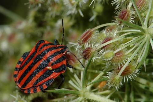 Réf. 22 932 : Graphosoma italicum