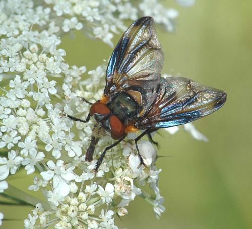 Phasia hemiptera