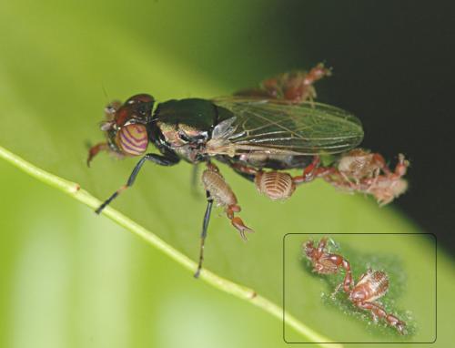 Réf. 22 968 : Physiphora alceae