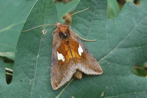 Réf. 22 056 : Autographa bractea