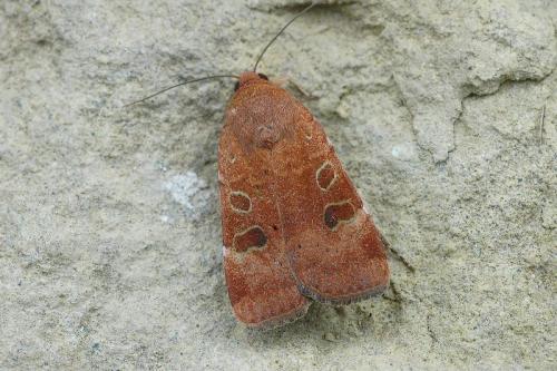 Réf. 22 634 : Noctua interposita