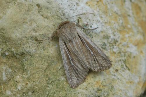 Réf. 22 008 : Leucania comma