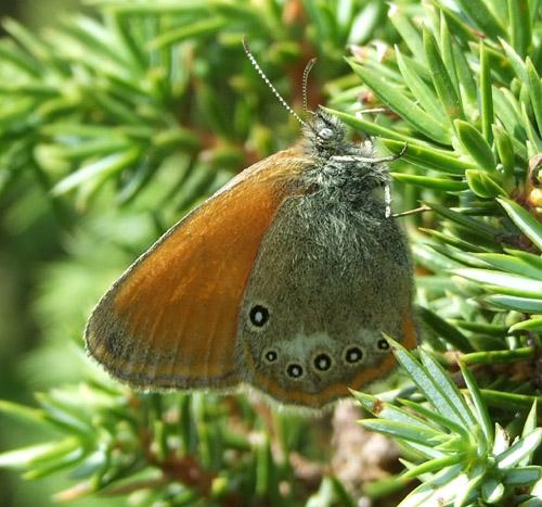 Réf. 22 597 : Coenonympha glycerion
