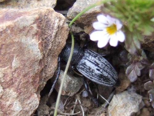 Iberodorcadion fuliginator