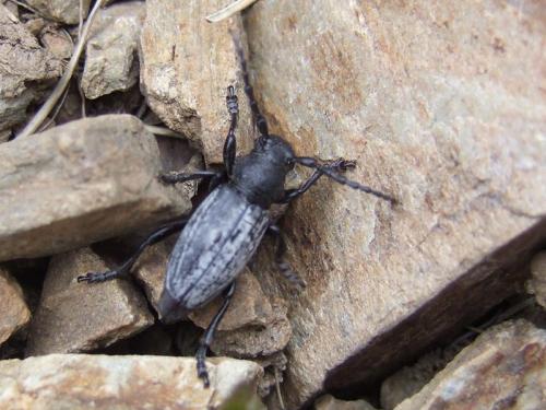 Iberodorcadion fuliginator