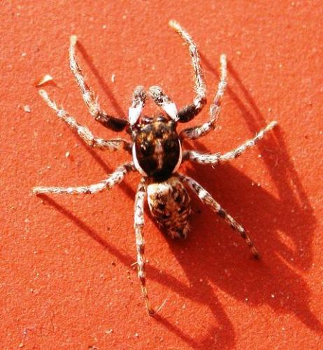 Menemerus semilimbatus