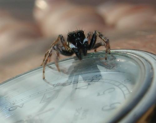 Menemerus semilimbatus