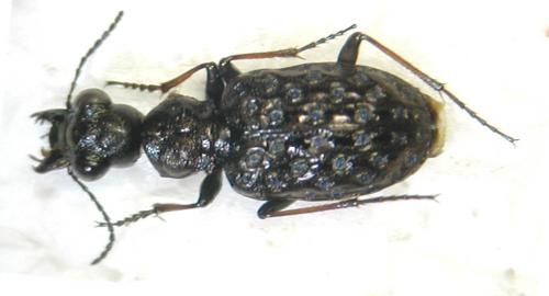 Réf. 22 061 : Elaphrus cupreus