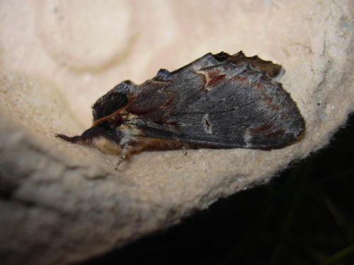 Notodonta dromedarius