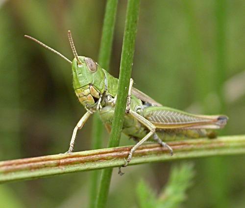 Réf. 22 507 : Pseudochorthippus parallelus
