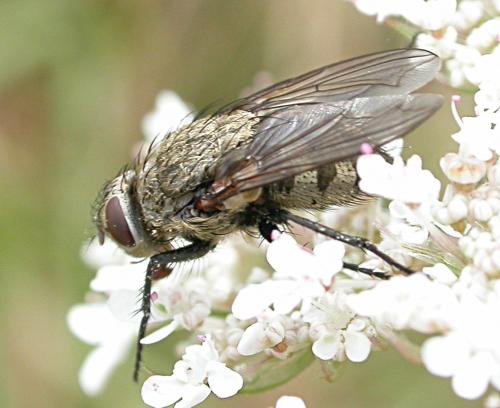 Réf. 22 494 : Pollenia sp.