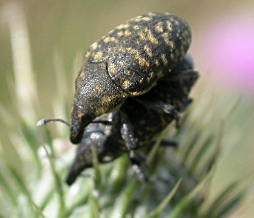 Larinus turbinatus