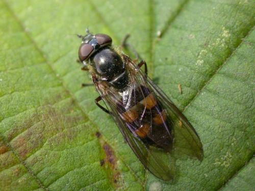 Réf. 22 701 : Xanthandrus comtus