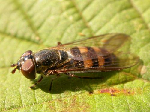 Réf. 22 702 : Xanthandrus comtus