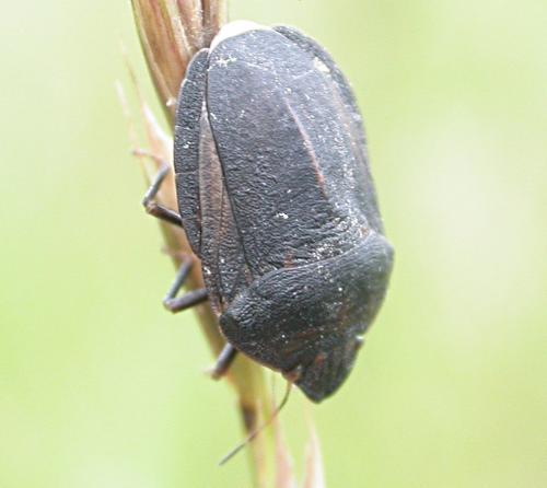 Eurygaster austriaca