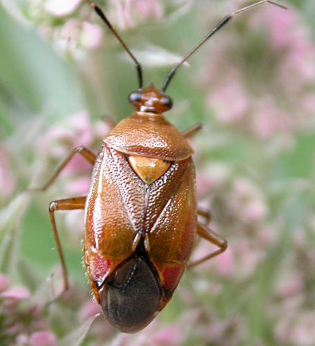Réf. 22 308 : Deraeocoris ruber
