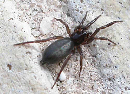 Réf. 22 506 : Zelotes sp.
