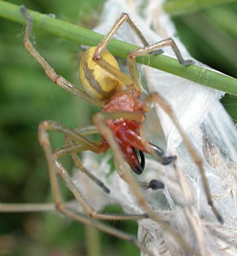 Réf. 22 370 : Cheiracanthium punctorium