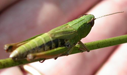 Réf. 22 508 : Pseudochorthippus parallelus