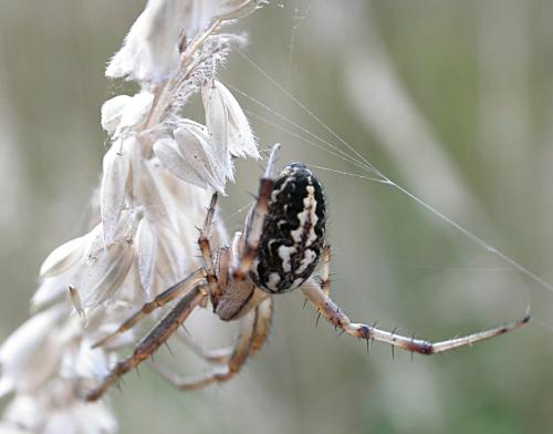 Réf. 22 396 : Neoscona adianta