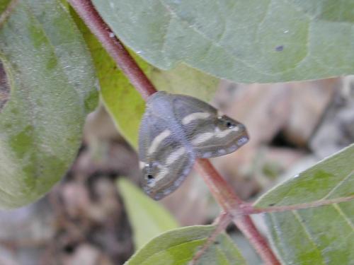 Ricania japonica