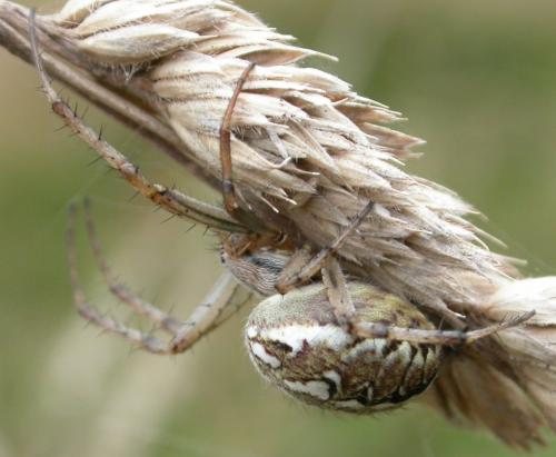 Neoscona adianta
