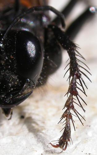 Palmodes occitanicus