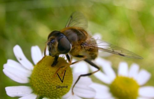 Eristalis pertinax